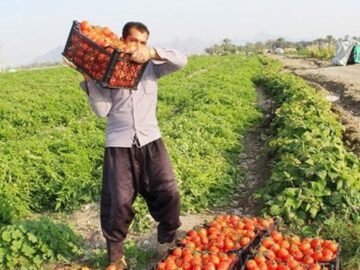 کشاورزان در انتظار اعمال قانون هستند