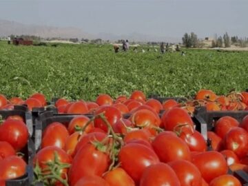 برداشت سالانه بیش از یک میلیون تن محصول در استان بوشهر