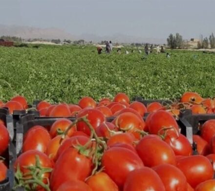 برداشت سالانه بیش از یک میلیون تن محصول در استان بوشهر