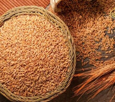 تولید و توزیع آرد در بوشهر روزانه است/ فعالیت۲۱۸ واحد مرغداری در بوشهر