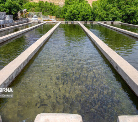 پرورش ماهی در استخرهای کشاورزی بوشهر؛ فرصت افزایش بهره‌وری، درآمد و اشتغال